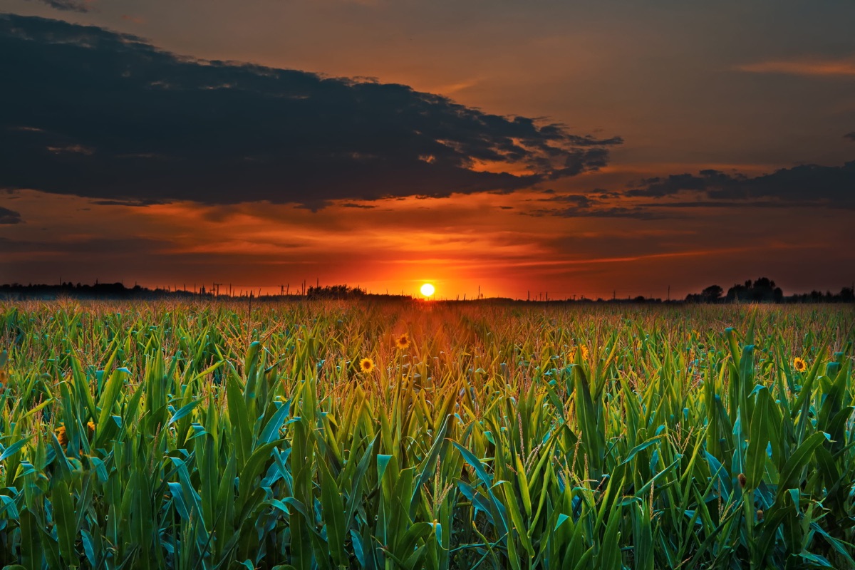 The robots healing fields with light: agriculture's future has already begun