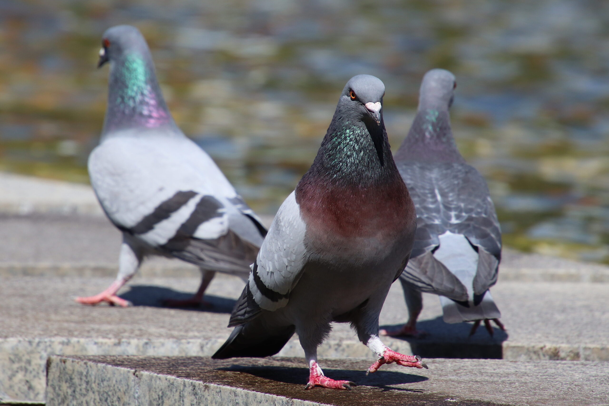The smart turret that shoots water at pigeons: when DIY AI changes the rules of the game