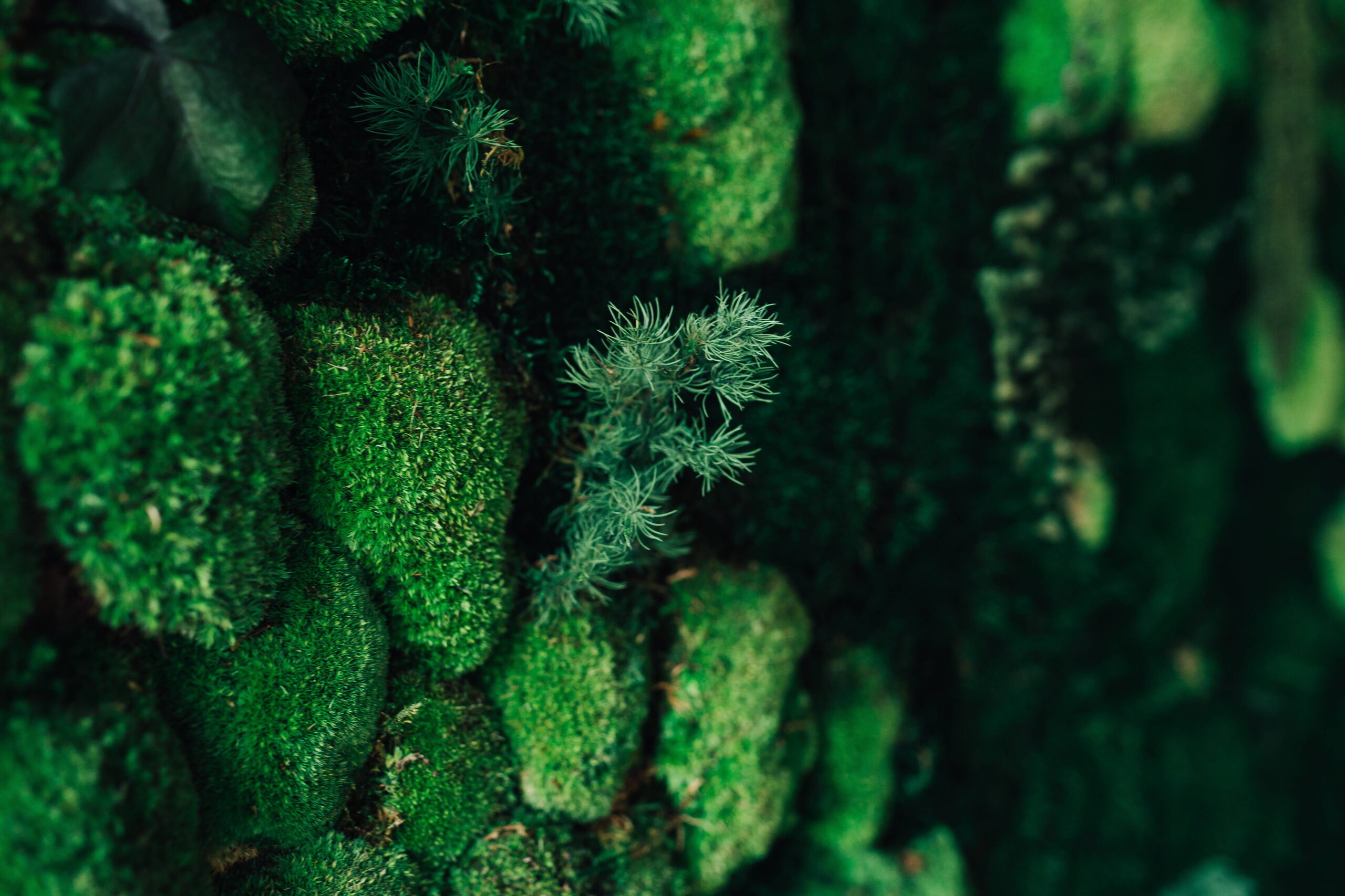 The Walls That Breathe: Biorecettive Moss Is Redesigning the Cities of Tomorrow