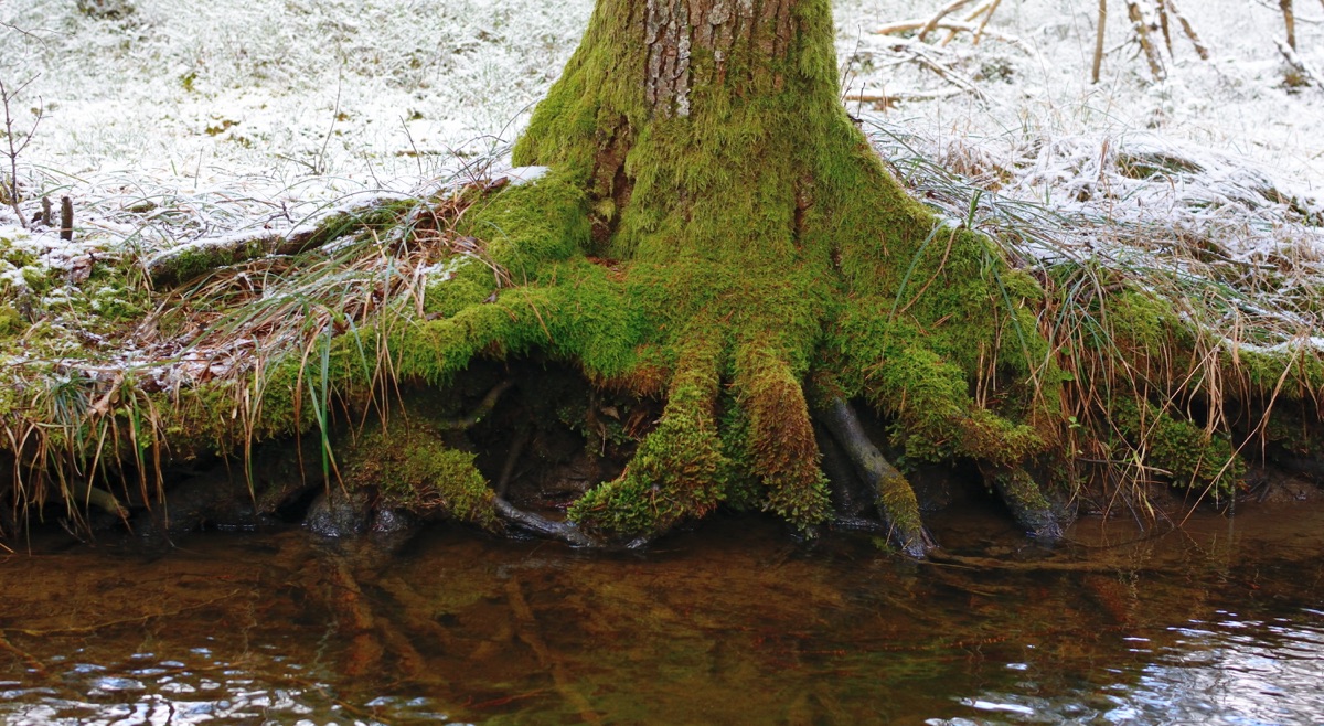 When nature rewrites the future of robotics